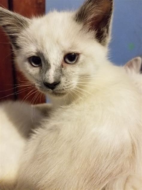 Cats & Kittens; Persian; Persian male kitten 6 months. . Kittens for sale milwaukee